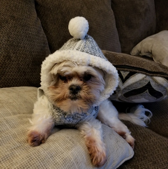 Meet your Posher, Ivy - Picture 1 of 1